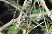 Aeshna mixta