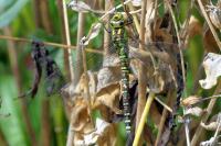 Aeshna cyanea