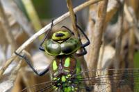 Aeshna cyanea