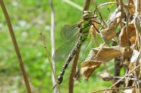 Aeshna cyanea