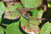 Sympetrum striolatum