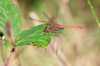 Sympetrum meridionale
