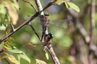 Aeshna mixta