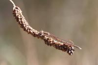 Sympecma fusca