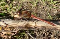 Sympetrum striolatum