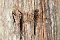 Sympetrum striolatum