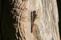 Sympetrum striolatum