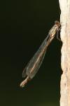 Chalcolestes viridis