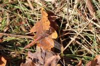Sympetrum striolatum