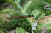 Ceriagrion tenellum