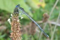 Platycnemis pennipes