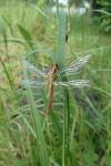 Crocothemis erythraea