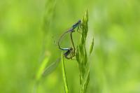 Ischnura elegans