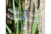 Aeshna affinis