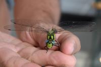 Aeshna cyanea