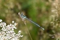 Platycnemis pennipes