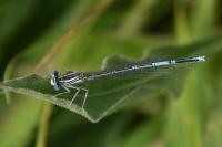 Platycnemis pennipes