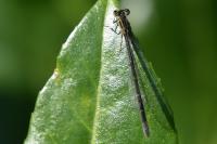 Ischnura elegans