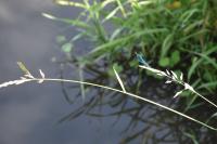 Calopteryx splendens