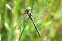 Gomphus simillimus