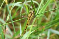 Orthetrum cancellatum