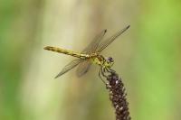 Sympetrum meridionale