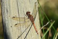 Sympetrum striolatum