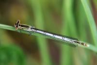 Platycnemis pennipes