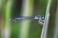 Platycnemis pennipes