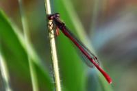 Ceriagrion tenellum