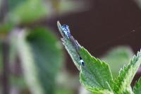 Ischnura elegans