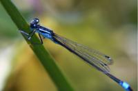 Ischnura elegans
