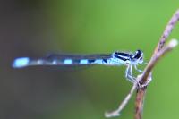 Coenagrion scitulum