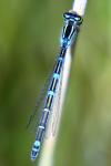 Coenagrion scitulum