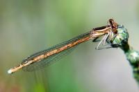 Platycnemis acutipennis