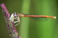Platycnemis acutipennis