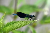 Calopteryx splendens