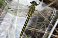 Gomphus pulchellus