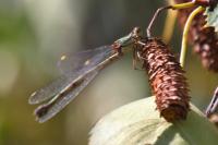Chalcolestes viridis