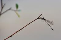 Chalcolestes viridis