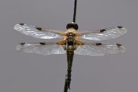 Libellula quadrimaculata