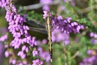 Orthetrum albistylum