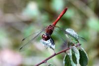Sympetrum sanguineum