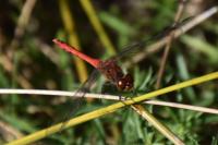 Sympetrum sanguineum