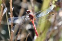 Sympetrum sanguineum