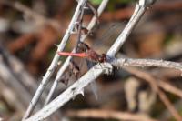 Sympetrum sanguineum