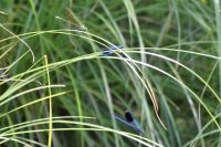 Calopteryx splendens