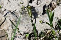 Gomphus pulchellus