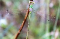 Lestes barbarus