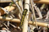 Orthetrum cancellatum